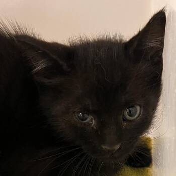 Sharky -  Domestic Medium Hair Cat for Adoption in Las Cruces, New Mexico - Sharky | PetCurious