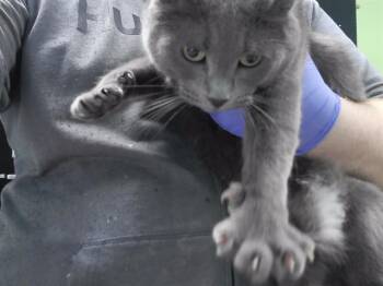 Domestic Short Hair Cats Available for Adoption in Omaha, Nebraska - ALBERTA | PetCurious