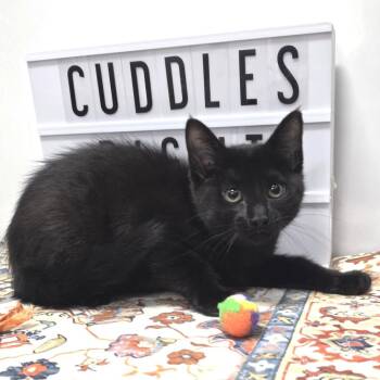 Styx -  Domestic Short Hair Cat for Adoption in Fort Wayne, Indiana - Styx | PetCurious