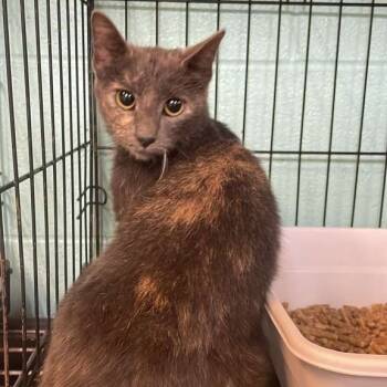 Rescue Domestic Short Hair Cats for Adoption in Gadsden, Alabama - Tori | PetCurious