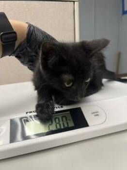 JET -  Domestic Short Hair Cat for Adoption in Stockton, California - JET | PetCurious