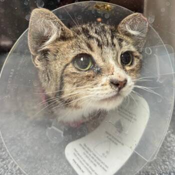 Fiore -  Domestic Short Hair Cat for Adoption in Salt Lake City, Utah - Fiore | PetCurious