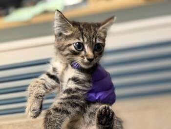 Domestic Short Hair Cats Available for Adoption in Doral, Florida - TAFFY | PetCurious