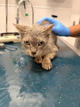 Teensie -  Domestic Short Hair Cat for Adoption in Gastonia, North Carolina - Teensie | PetCurious