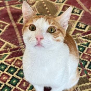 Candy act like a Dog -  Domestic Short Hair Cat for Adoption in Brampton, Ontario - Candy Act Like A Dog | PetCurious