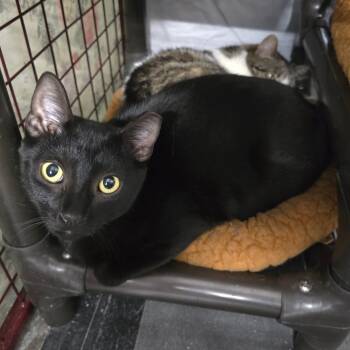 Rescue Domestic Short Hair Cats for Adoption in Byron Center, Michigan - Egan | PetCurious