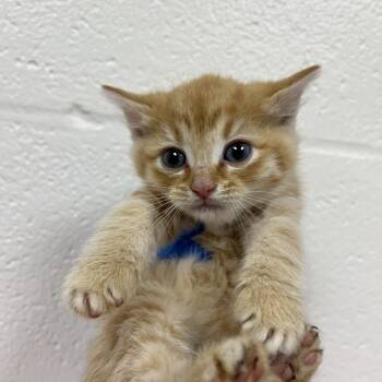 Rescue Domestic Short Hair Cats for Adoption in Lyndhurst, Virginia - SVAS-Stray-37882 | PetCurious