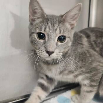Nova -  Domestic Short Hair Cat for Adoption in Grantsville, Utah - Nova | PetCurious