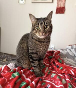 Clio -  Domestic Short Hair Cat Available for Adoption in Fort Collins, Colorado - Clio | PetCurious