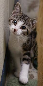Tammy -  Domestic Short Hair Cat for Adoption in Verona, Wisconsin - Tammy | PetCurious