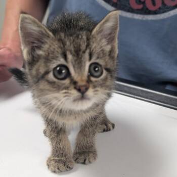 Hillary -  Domestic Short Hair Cat for Adoption in Canton, Illinois - Hillary | PetCurious