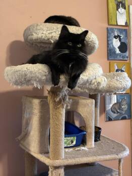 Rescue Domestic Long Hair Cats for Adoption in Howell, Michigan - Ebony | PetCurious
