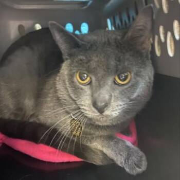 Domestic Short Hair Cats Available for Adoption in Lansing, Michigan - Paws | PetCurious
