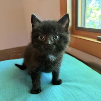 Domestic Short Hair Cats Available for Adoption in Henderson, Kentucky - Teapot | PetCurious