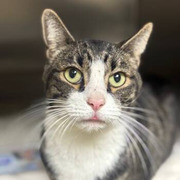 Rescue Domestic Short Hair Cats for Adoption in Auburn, Alabama - Luke | PetCurious