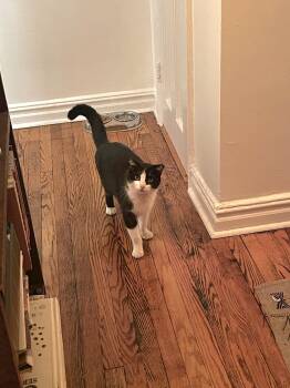 Domestic Short Hair Cats Available for Adoption - Hetfield  | PetCurious