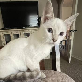 Rose of Sharon -  Siamese Cat for Adoption in Bentonville, Arkansas - Rose Of Sharon | PetCurious