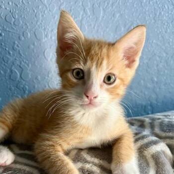 Domestic Short Hair Cats Available for Adoption - Pumba | PetCurious