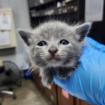 Happy -  Domestic Short Hair Cat for Adoption in Summerville, South Carolina - Happy | PetCurious