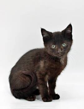 Domestic Short Hair Cats Available for Adoption in Morton Grove, Illinois - Phineas | PetCurious
