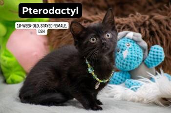 Pterodactyl -  Domestic Short Hair Cat for Adoption in Sevierville, Tennessee - Pterodactyl | PetCurious