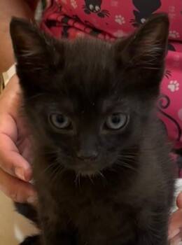 Domestic Short Hair Cats Available for Adoption in Elizabethton, Tennessee - MANNY | PetCurious