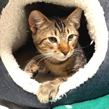 Domestic Short Hair Cats Available for Adoption in Sarasota, Florida - Wolf | PetCurious