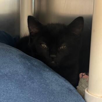 Domestic Medium Hair Cats Available for Adoption in Charlottesville, Virginia - Sigil | PetCurious