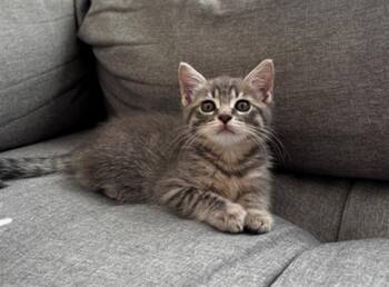 MISCHA -  Domestic Short Hair Cat for Adoption in Santa Clara, California - MISCHA | PetCurious