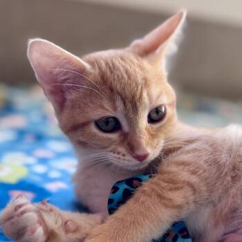 Domestic Short Hair Cats Available for Adoption - Tangie | PetCurious