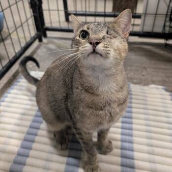 Faye -  Domestic Short Hair Cat for Adoption in Columbus, Ohio - Faye | PetCurious