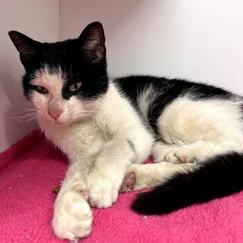 Domestic Short Hair Cats Available for Adoption - Augusta | PetCurious