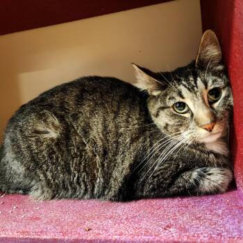 Domestic Short Hair Cats Available for Adoption in Grantsville, Utah - Faye | PetCurious
