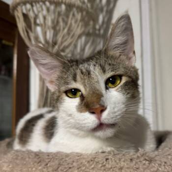 Rescue Domestic Short Hair Cats for Adoption in Redwood City, California - Arnold | PetCurious