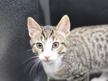 Nico -  Domestic Short Hair Cat for Adoption in Portland, Oregon - Nico | PetCurious