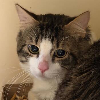 Obi -  Domestic Short Hair Cat for Adoption in Yuma, Arizona - Obi | PetCurious