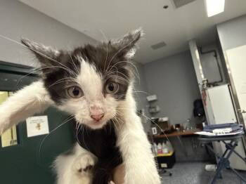 A1924597 -  Domestic Medium Hair Cat for Adoption in Thousand Palms, California - A1924597 | PetCurious