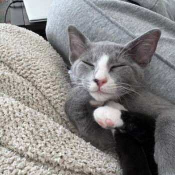 Prada -  Domestic Short Hair Cat for Adoption in Gainesville, Florida - Prada | PetCurious
