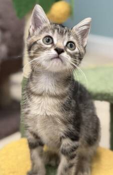Zinnia -  Domestic Short Hair Cat Available for Adoption in Oviedo, Florida - Zinnia | PetCurious