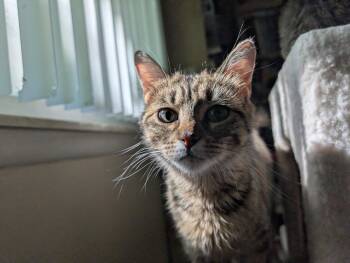 Domestic Short Hair and Tabby Cats Available for Adoption in Livonia, Michigan - C321 Litter Reba, Mom | PetCurious