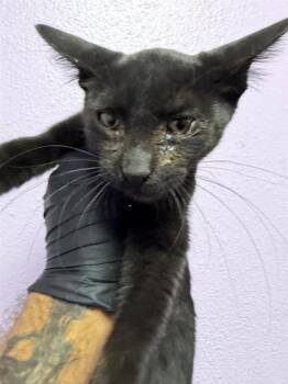 61654289 -  Domestic Short Hair Cat for Adoption in El Paso, Texas - 61654289 | PetCurious