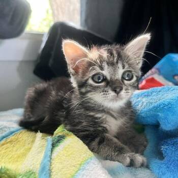 Gumball -  Domestic Short Hair Cat for Adoption in San Antonio, Texas - Gumball | PetCurious