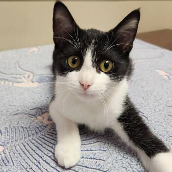 Eve -  Domestic Short Hair Cat for Adoption in Marshfield, Wisconsin - Eve | PetCurious