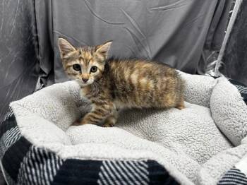 A122012 -  Domestic Short Hair Cat for Adoption in Grovetown, Georgia - A122012 | PetCurious