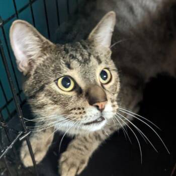 Miro -  Domestic Short Hair Cat for Adoption in Tipp City, Ohio - Miro | PetCurious