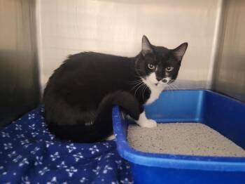 Domestic Short Hair Cats Available for Adoption - Cheesy Gordita | PetCurious