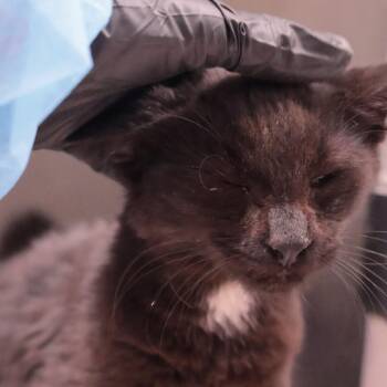 Onyx -  Domestic Short Hair Cat for Adoption in Philadelphia, Pennsylvania - Onyx | PetCurious