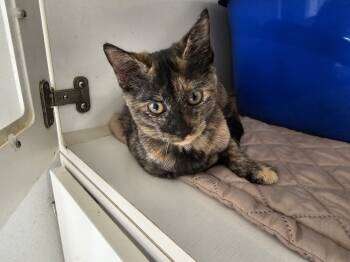 Rescue Domestic Short Hair Cats for Adoption in Bossier City, Louisiana - Daisy | PetCurious