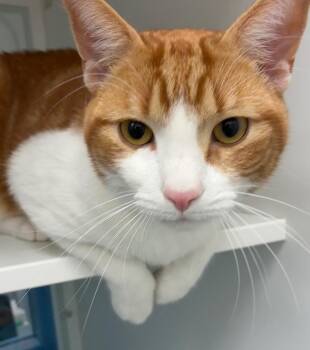 Domestic Short Hair Cats Available for Adoption in Hartsville, South Carolina - Cheddar | PetCurious