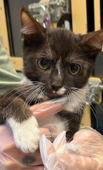 Domestic Short Hair Cats Available for Adoption in Dayton, Minnesota - Mathis | PetCurious